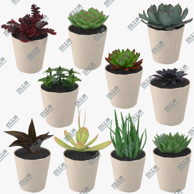 images/goods_img/2021040233/23 Succulents Collection/3.jpg